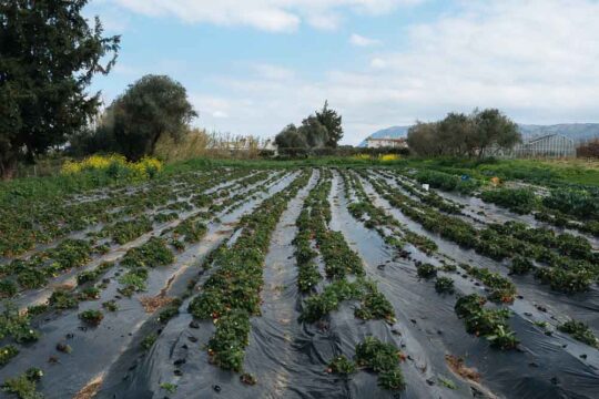 μαρτιος εργασιες κηπου