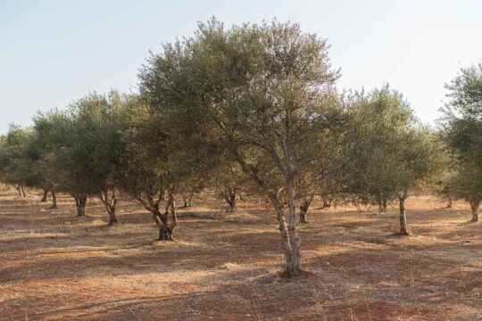 επιπτωσεις απο την ξηρασια στις ελιες